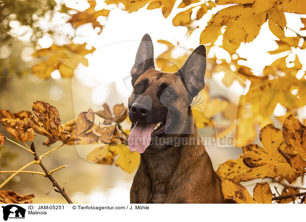 Malinois / Malinois / JAM-05251