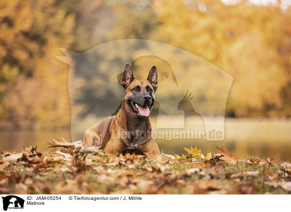 Malinois / Malinois / JAM-05254