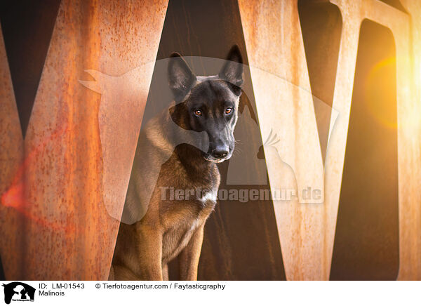 Malinois / Malinois / LM-01543