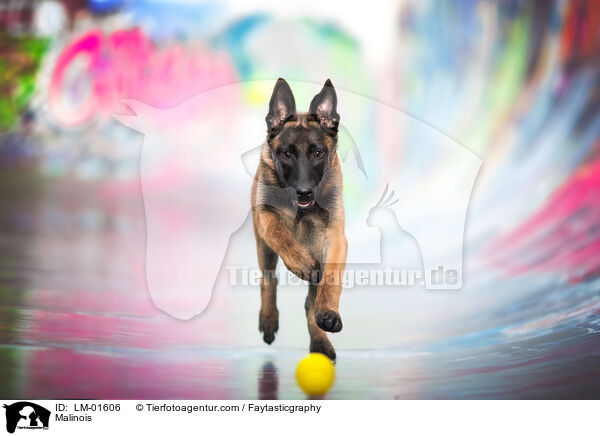 Malinois / Malinois / LM-01606