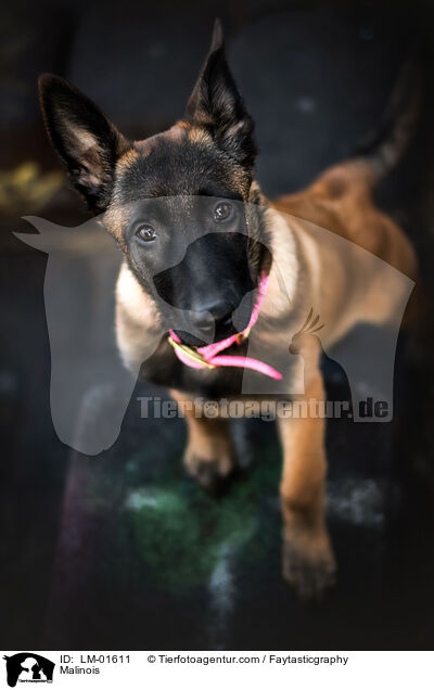 Malinois / Malinois / LM-01611