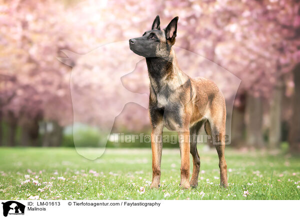 Malinois / Malinois / LM-01613