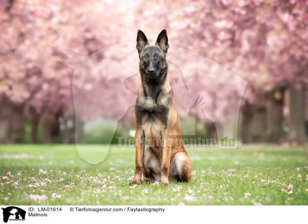 Malinois / Malinois / LM-01614