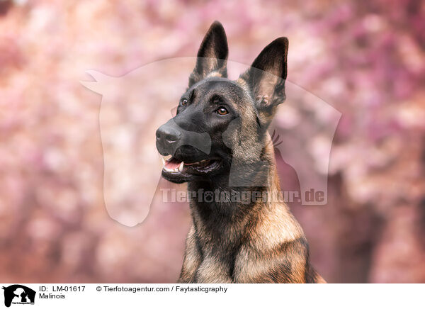 Malinois / Malinois / LM-01617