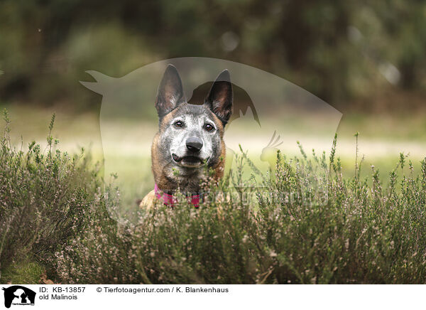 alter Malinois / old Malinois / KB-13857
