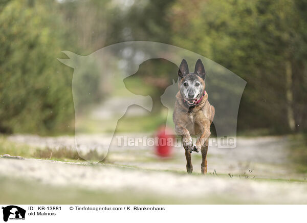 alter Malinois / old Malinois / KB-13881