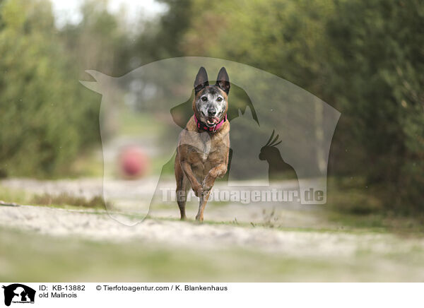 alter Malinois / old Malinois / KB-13882