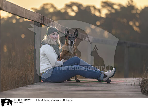 Malinois / Malinois / CRO-01241
