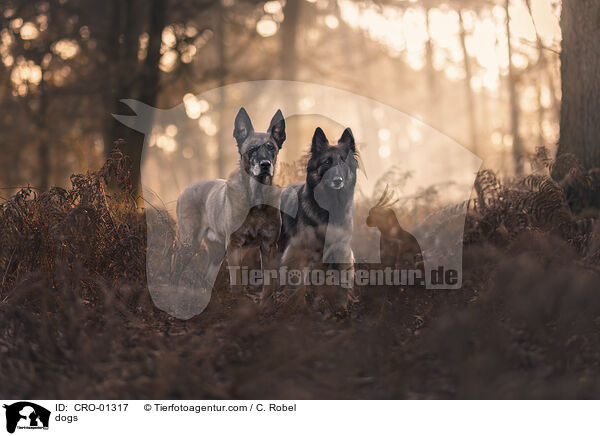 Hunde / dogs / CRO-01317
