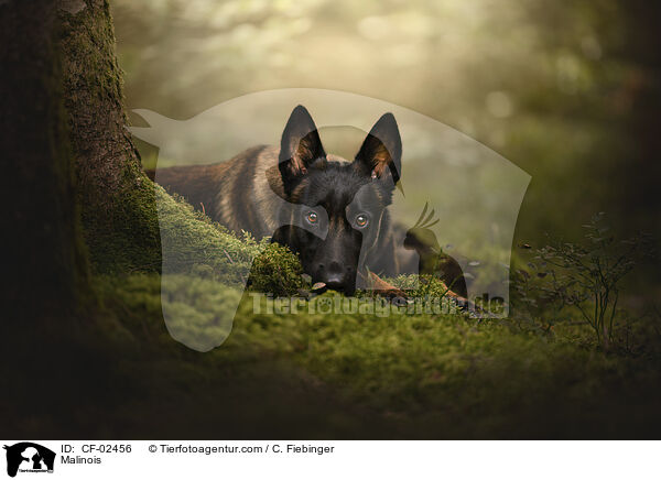 Malinois / Malinois / CF-02456