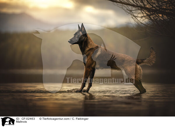 Malinois / Malinois / CF-02463
