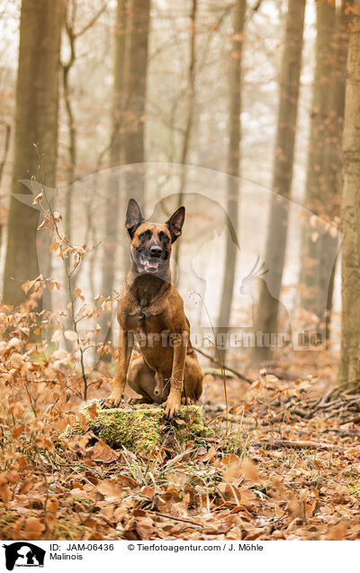 Malinois / Malinois / JAM-06436
