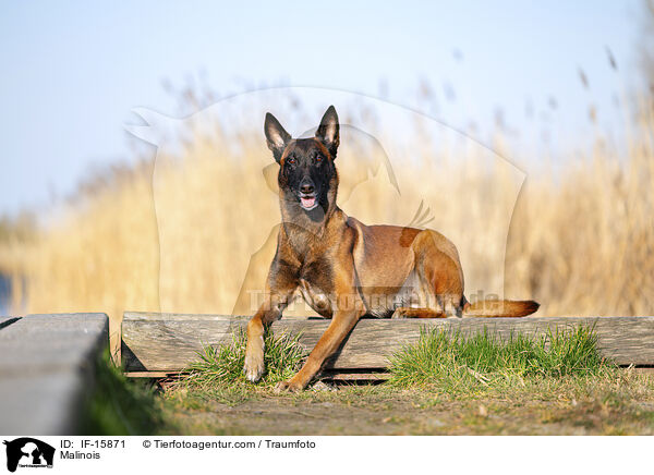 Malinois / Malinois / IF-15871