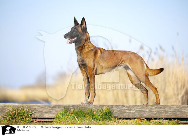 Malinois / Malinois / IF-15882
