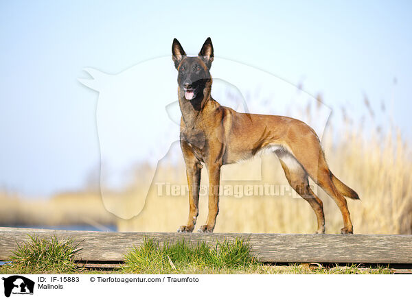 Malinois / Malinois / IF-15883