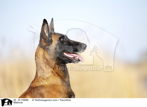 Malinois / Malinois / IF-15889