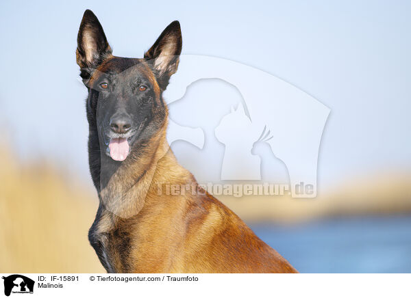 Malinois / Malinois / IF-15891