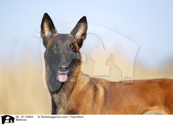 Malinois / Malinois / IF-15893