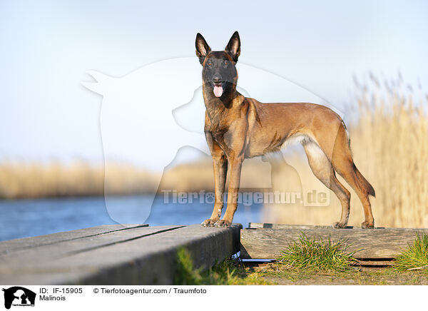 Malinois / Malinois / IF-15905
