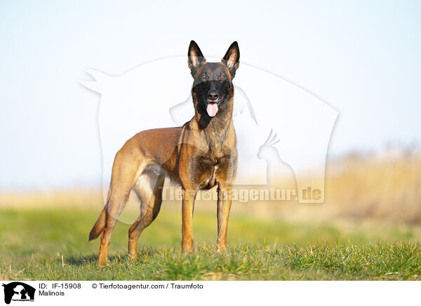 Malinois / Malinois / IF-15908