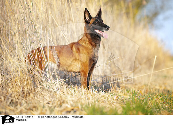Malinois / Malinois / IF-15915
