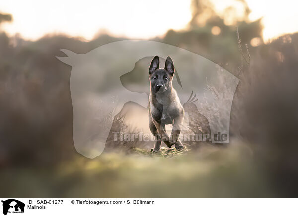 Malinois / Malinois / SAB-01277