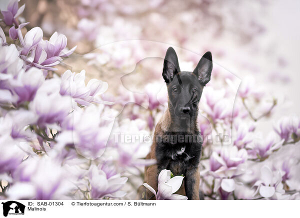 Malinois / Malinois / SAB-01304