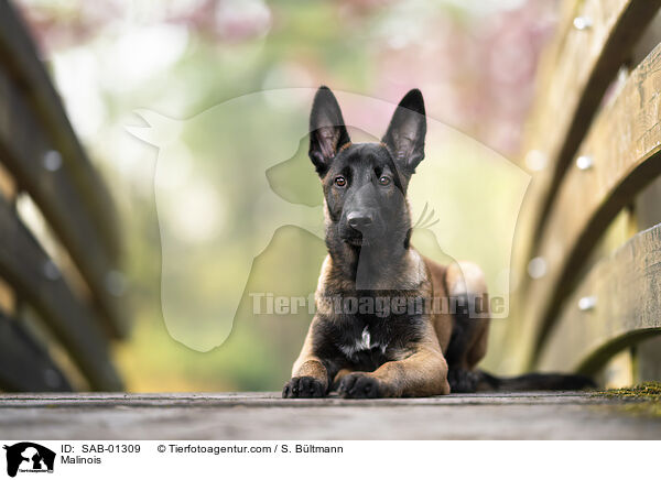 Malinois / Malinois / SAB-01309