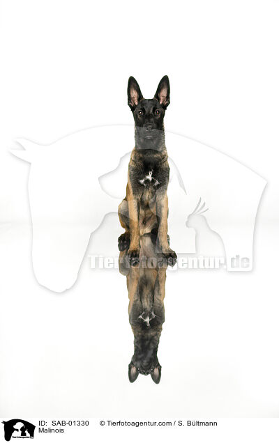 Malinois / Malinois / SAB-01330