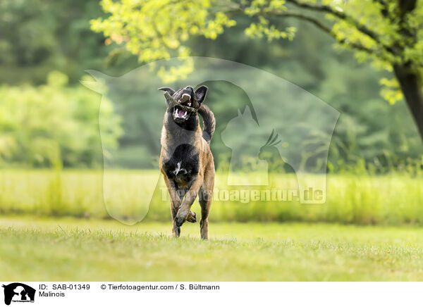 Malinois / Malinois / SAB-01349