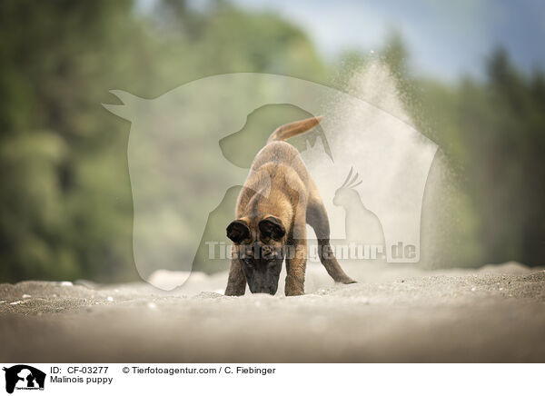 Malinois Welpe / Malinois puppy / CF-03277