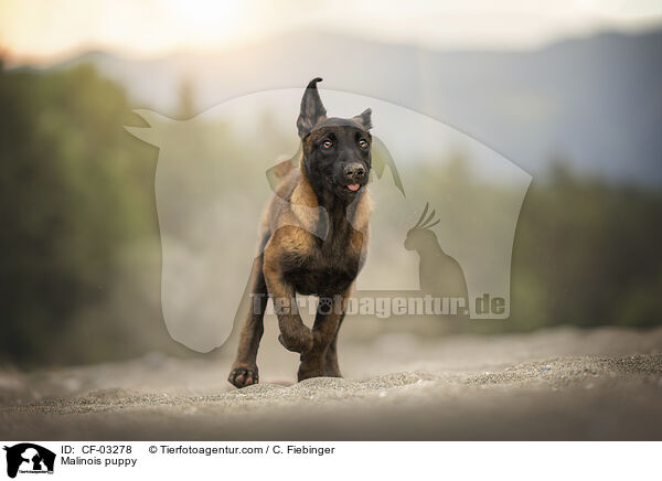 Malinois Welpe / Malinois puppy / CF-03278