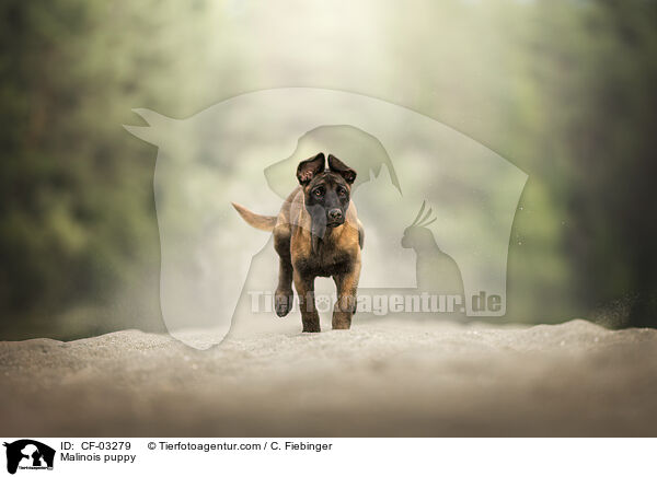 Malinois Welpe / Malinois puppy / CF-03279