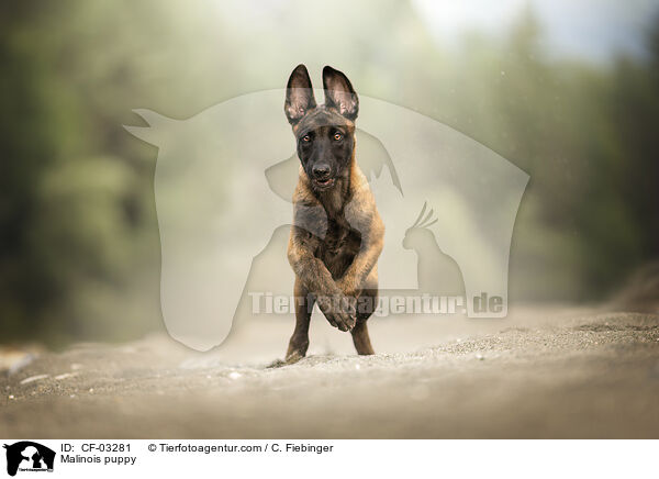 Malinois Welpe / Malinois puppy / CF-03281