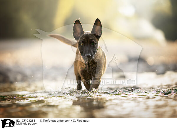 Malinois Welpe / Malinois puppy / CF-03283
