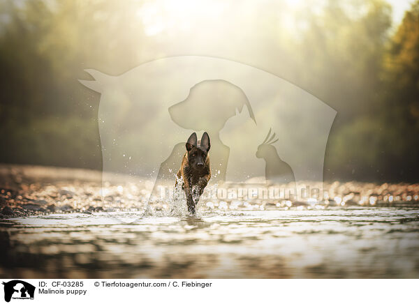 Malinois Welpe / Malinois puppy / CF-03285