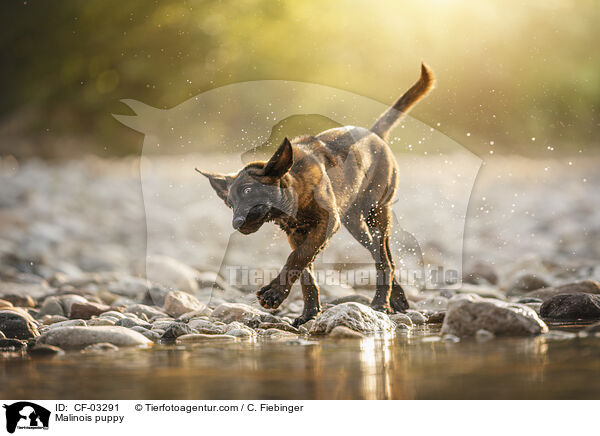 Malinois Welpe / Malinois puppy / CF-03291
