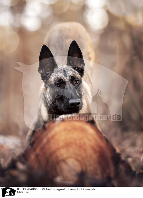 Malinois / Malinois / DH-04066