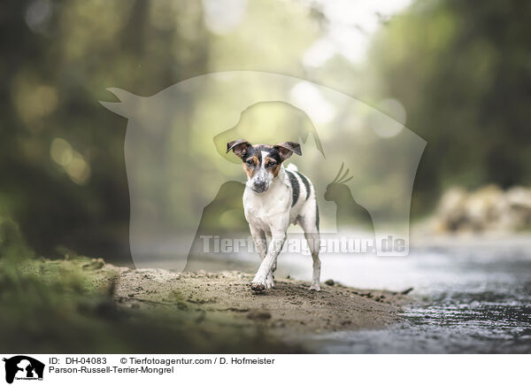 Parson-Russell-Terrier-Mischling / Parson-Russell-Terrier-Mongrel / DH-04083