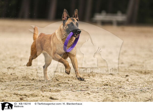 Malinois / Malinois / KB-19216
