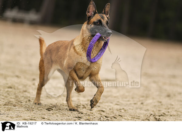 Malinois / Malinois / KB-19217