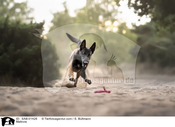 Malinois / Malinois / SAB-01426