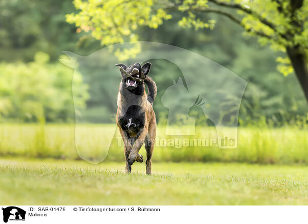 Malinois / Malinois / SAB-01479