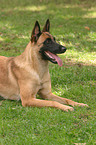 lying Malinois