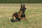 running Malinois