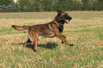 running Malinois