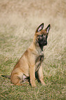 young Malinois