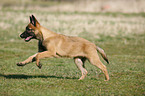 young Malinois