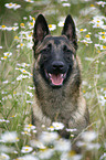 Malinois Portrait