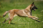 running Malinois